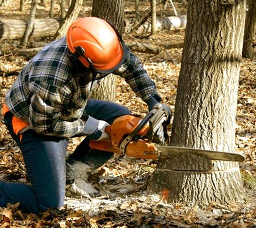 Tree Removal in Hobson, TX